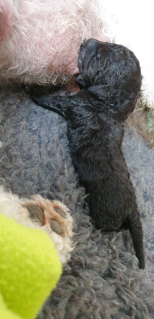 Chiots Lemon et Bullé 03/2021