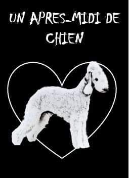 Un Après-midi De Chien